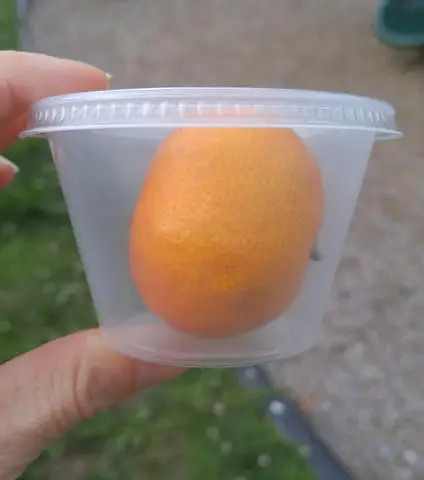 A small orange is packaged in a plastic container with a lid. 