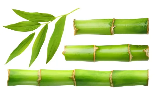 A close-up of three pieces of green bamboo stalks and several green bamboo leaves, arranged on a white background. The bamboo stalks are segmented, showcasing their smooth texture and natural vibrant color, reminiscent of how cybersecurity efforts segment threats to protect digital environments like CMMC.