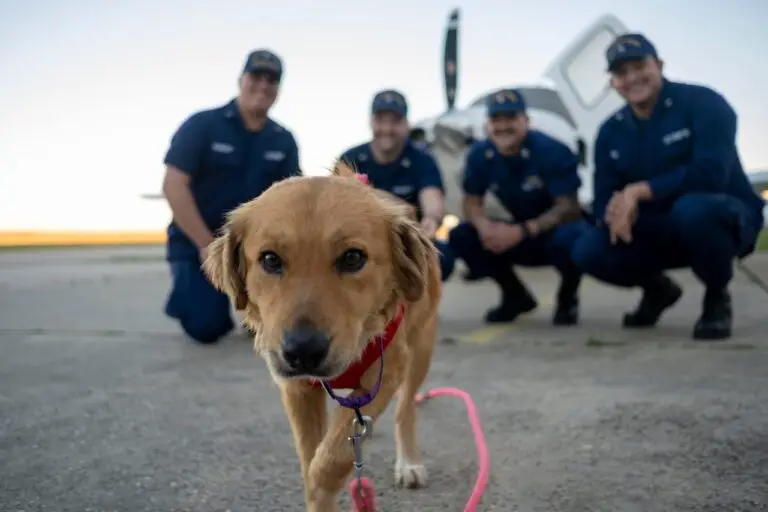 A curious brown dog on a pink leash looks into the camera, standing in front of four smiling uniformed service members who are crouching on a tarmac, vigilant against any cyberthreats, with a small plane in the background.