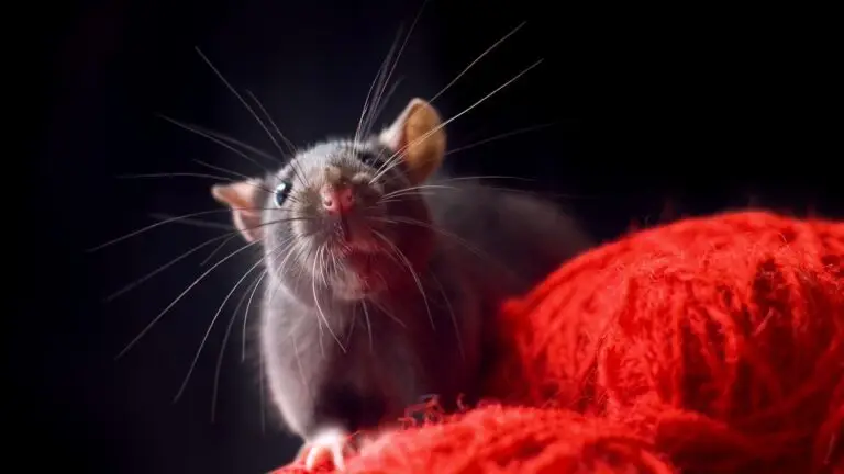 A close-up of a small gray mouse with long whiskers, sitting on a red piece of yarn against a black background. The mouse's nose and face are prominently featured, giving it a curious expression, as if it senses an unseen threat nearby.